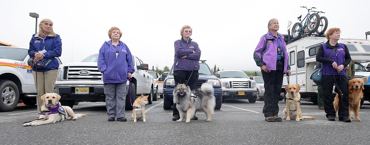 Canine stress response