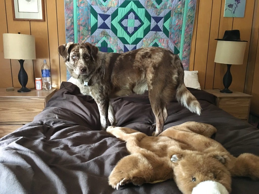 dog bed