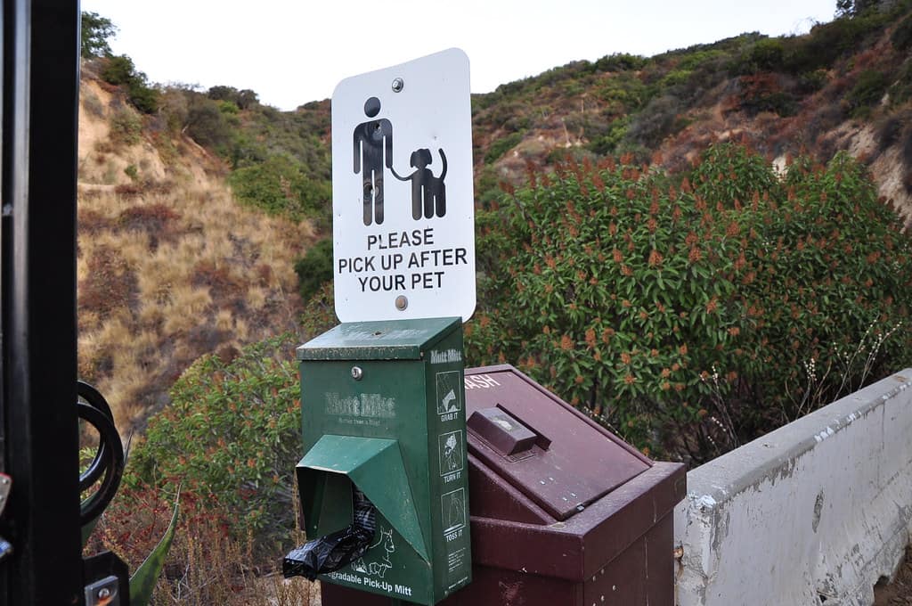 dog ramp
