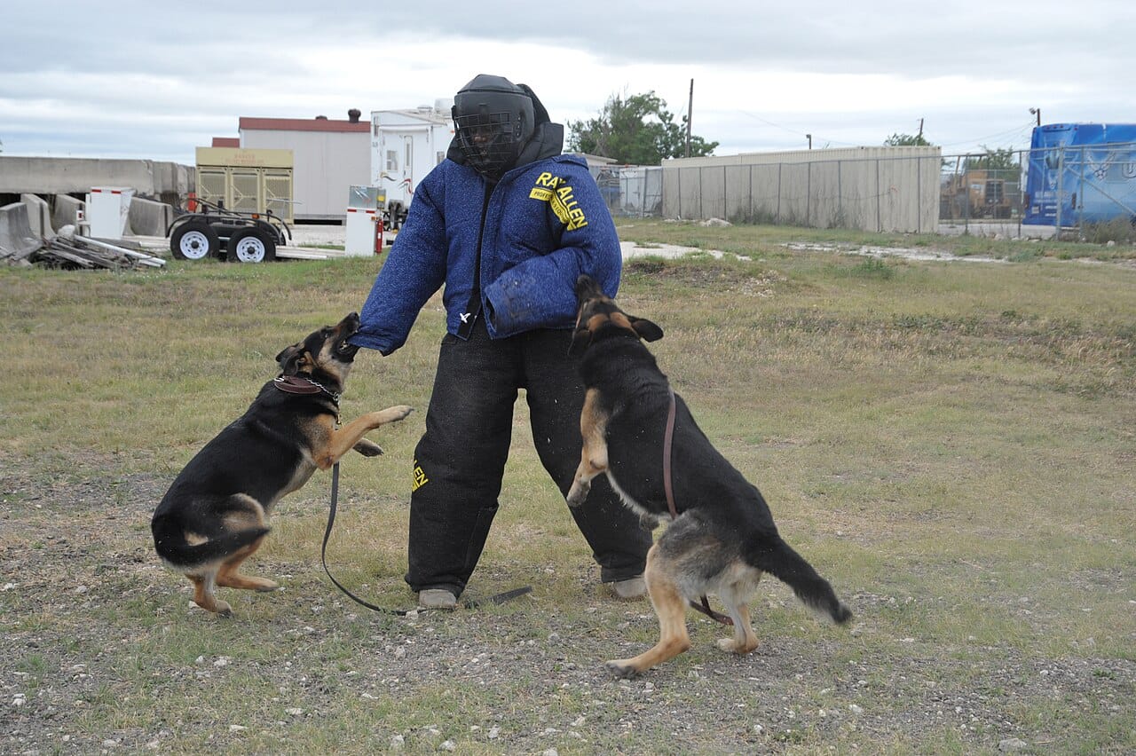 Joint pain in dogs