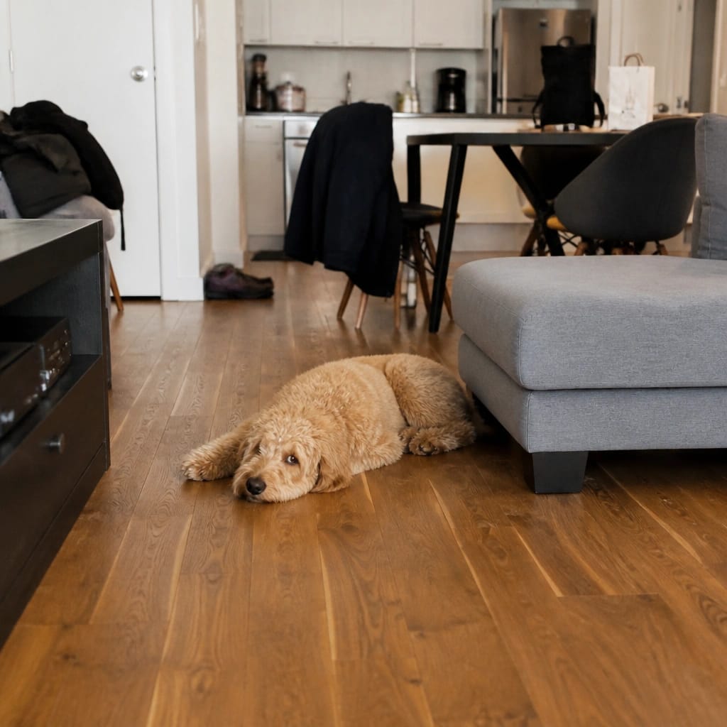 The Real Challenge of Dog Bed Placement in a Small Apartment