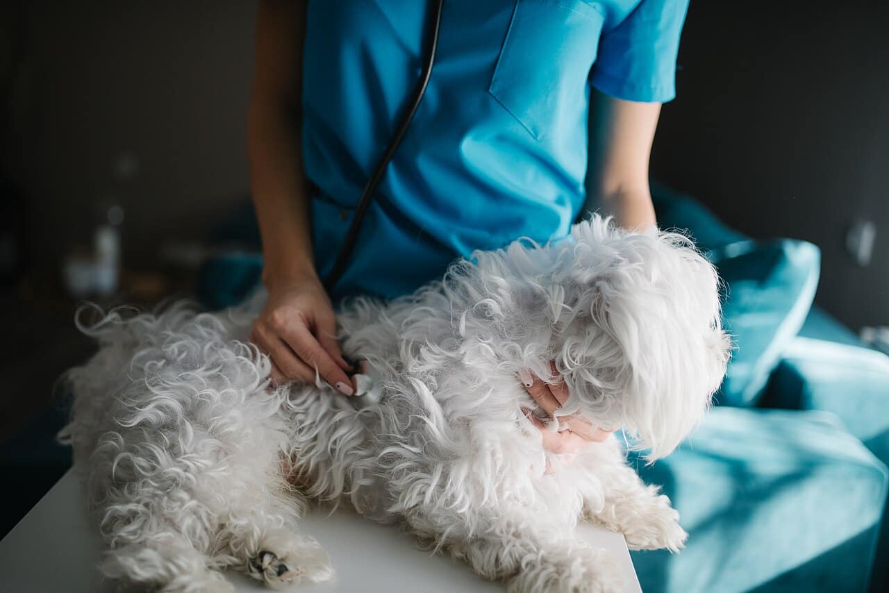 Veterinary consultation